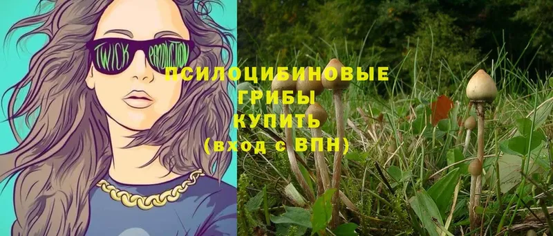 Галлюциногенные грибы GOLDEN TEACHER  Куса 